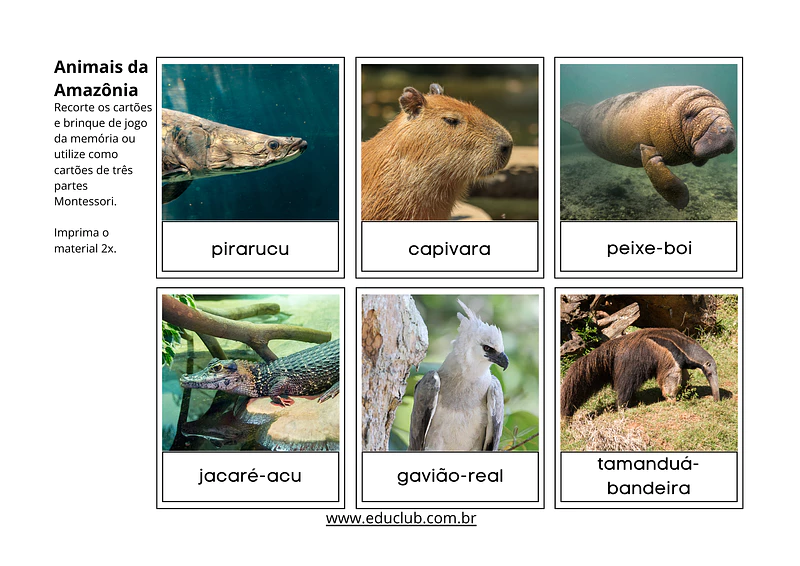 Animais da Amazônia para imprimir | Educlub